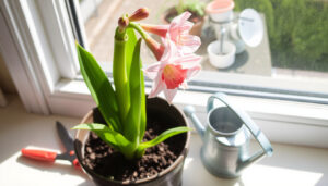 Amaryllis skötsel efter blomning – få ny blomning